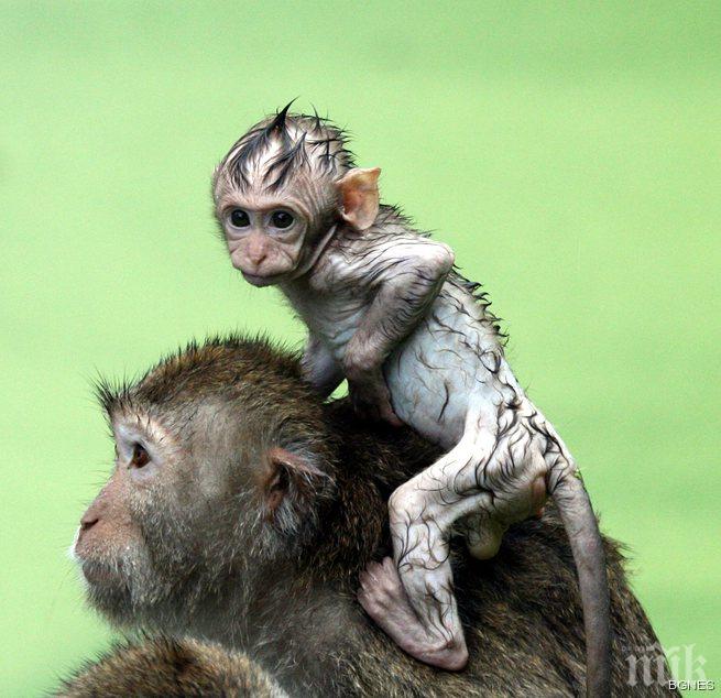 Посетителите на японски зоопарк кръстиха новороден макак Шарлот