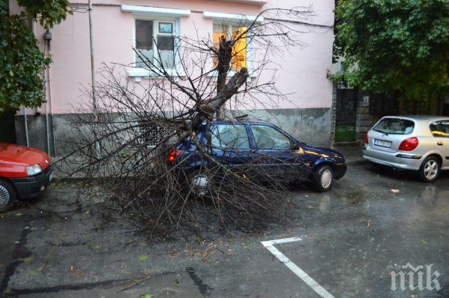 ПИК TV: Буря събори дърво върху лек автомобил