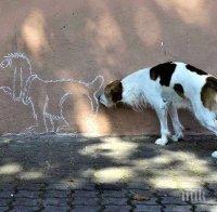 Заразната болест бруцелоза плъзна по кучетата в Дупница, предава се и на хората