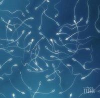 Учени създадоха сперматозоиди по метода ин витро