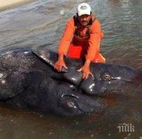 Мистерия! Над 20 мъртви кита са открити мъртви в Чили