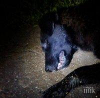 Ужас! Появи се нов зловещ убиец на домашни и улични кучета (снимки 16+)