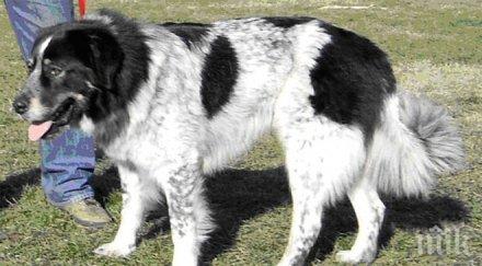 глоби домашни кучета без документи сливен