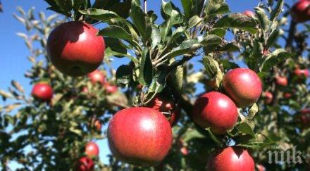 време пръскане ябълковите дръвчета