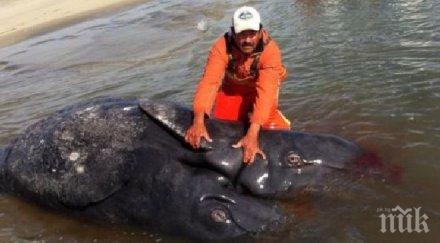 мистерия мъртви кита открити мъртви чили