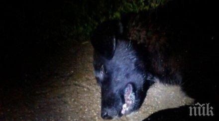 ужас появи нов зловещ убиец домашни улични кучета снимки