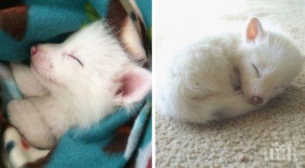 невероятно лисиче обявено едно сладките спящи животинки