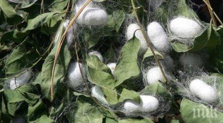 китайци садят черници развъждат буби нас