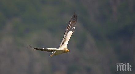 отбелязваме световния ден мигриращите птици