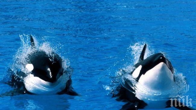 20  мъртви кита открити в южно Чили