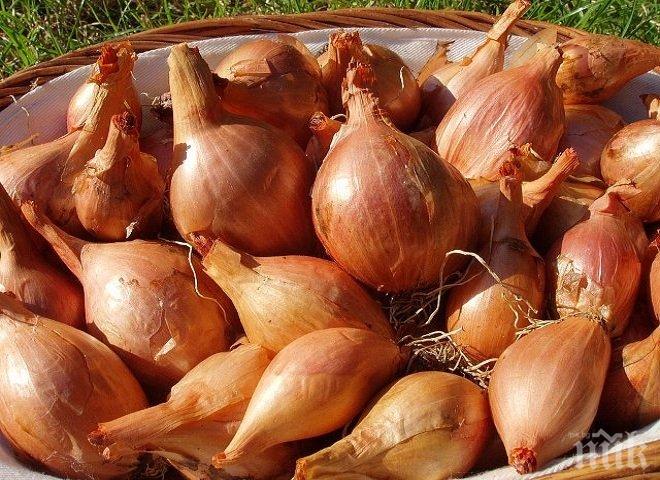 Създадоха изкуствен мускул от лукова глава