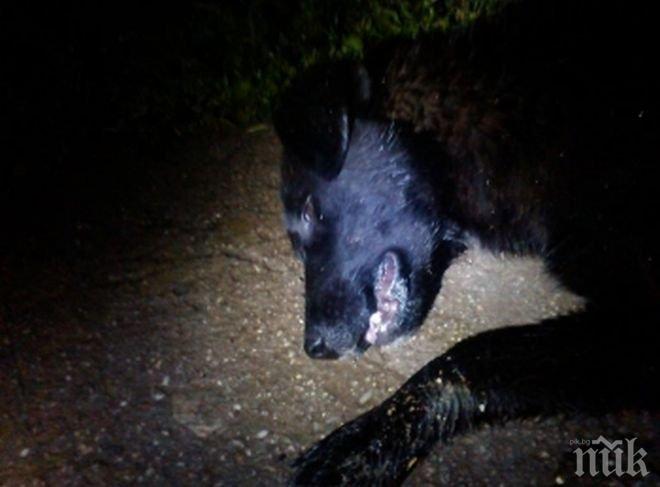 Заразна болест по кучетата плъзна в Дупница