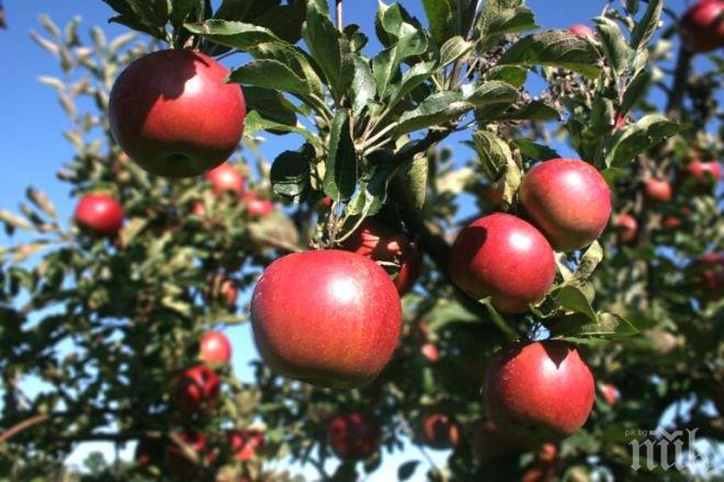 Време е за пръскане на ябълковите дръвчета
