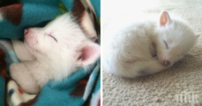 Това невероятно лисиче е обявено за едно от най-сладките спящи животинки!