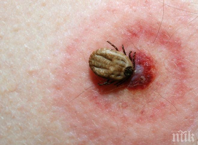 Четирима ухапани от кърлежи в Пловдив за седмица