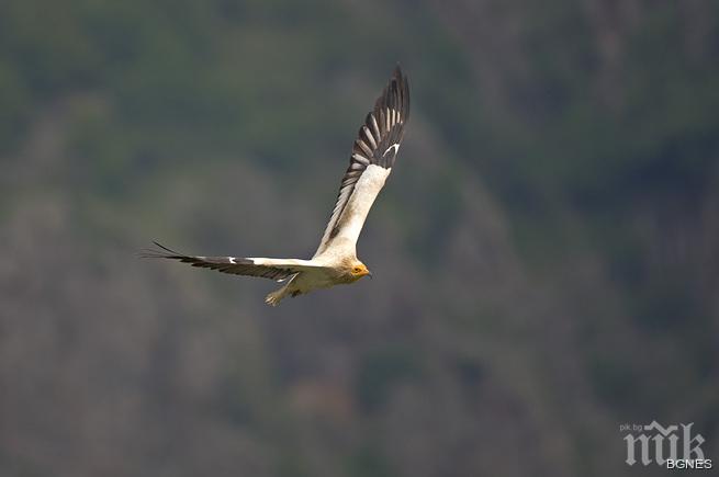 Отбелязваме Световния ден на мигриращите птици
