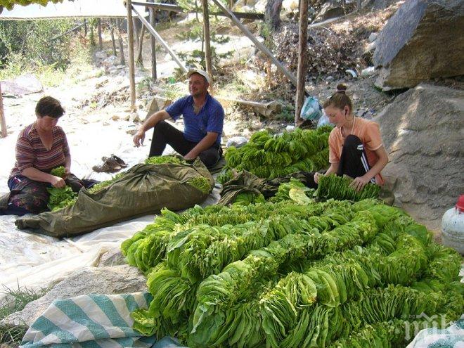 Увеличават се тютюнопроизводителите в село Галище