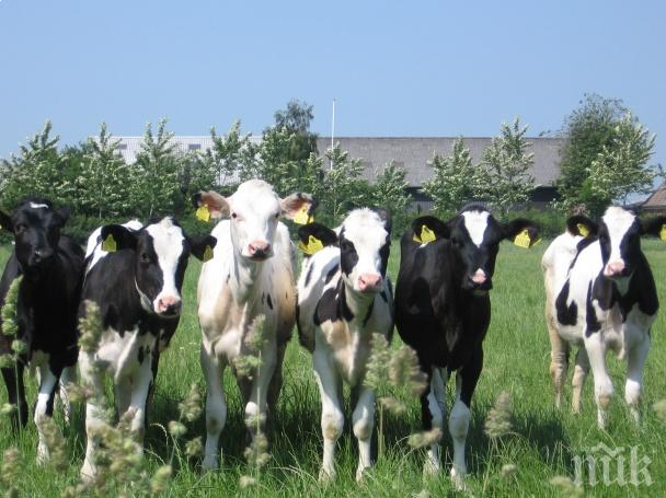 Шок! Изкупната цена на млякото падна до 30 стотинки