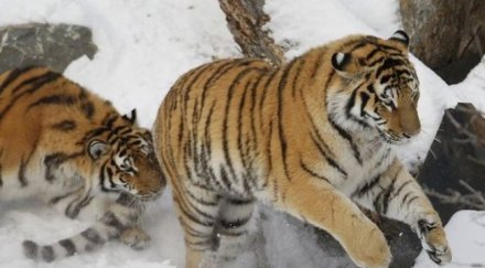 парк тигри открит русия