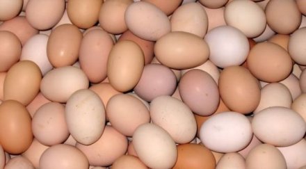 нелепо младеж изяде яйца заради облог умря