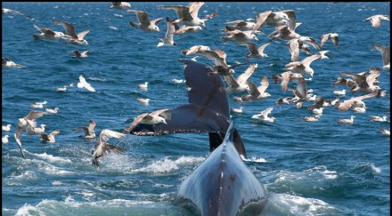 кит пристанището йорк