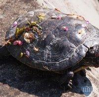 Водни костенурки – атракция в морската градина