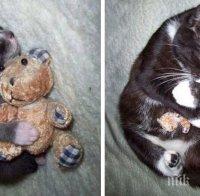 Колекция фотографии на домашни любимци, които израстват със своите любими играчки!