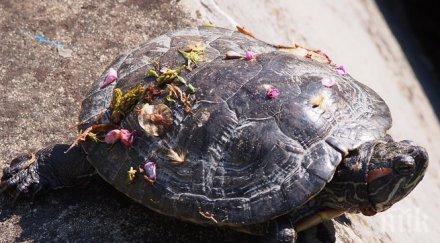 водни костенурки атракция морската градина