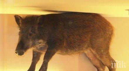 шок дива свиня превзе магазин търговски център вижте шоу сътвори видео