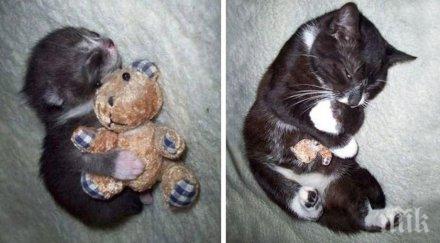 колекция фотографии домашни любимци израстват своите любими играчки