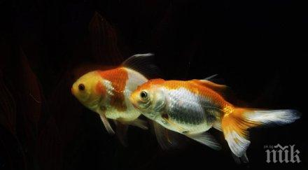 оперираха окото златна рибка