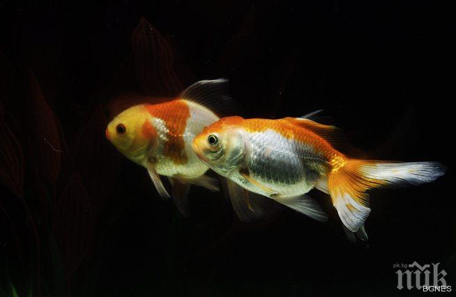 Оперираха окото на златна рибка