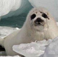 Тюлен се опита да открадне риба от магазин (видео)