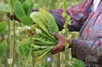 Два дни имат тютюнопроизводителите за регистрация в общинските служби „Земеделие”