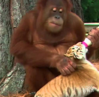 Орангутан осинови три малки тигъра (видео)