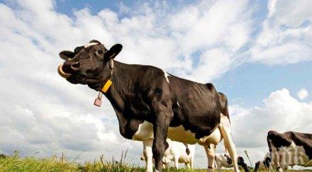 селянинът страда белчо сивушка