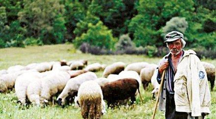 чобаните преминат светия синод
