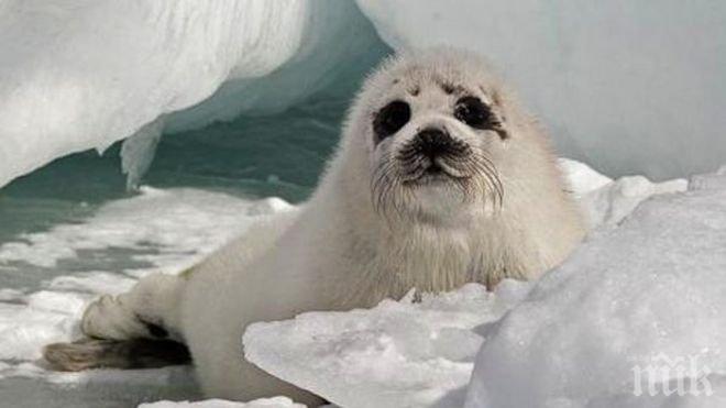 Тюлен се опита да открадне риба от магазин (видео)