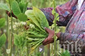 Два дни имат тютюнопроизводителите за регистрация в общинските служби „Земеделие”