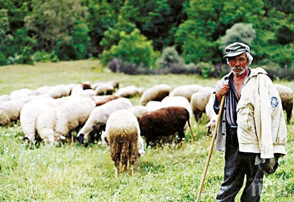 Чобаните да преминат към Светия синод