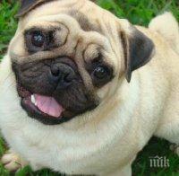 Зооинспекторите тръгнаха след бургаските кучета