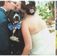 С куче на ... сватба! Уникална колекция от снимки на кучета и младоженци!