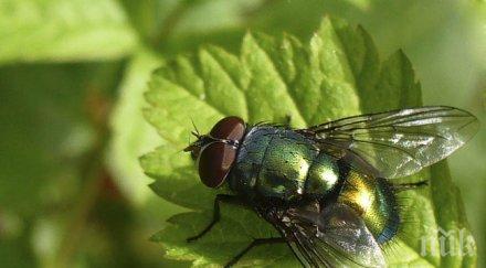 мозъка мухите имат компас формата поничка