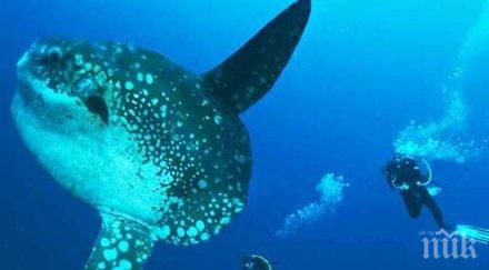 откриха първата топлокръвна риба