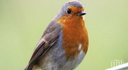 птица приземи самолет пловдив