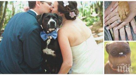 куче сватба уникална колекция снимки кучета младоженци