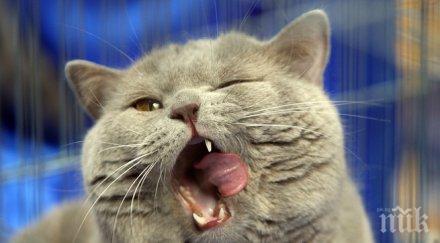 мерлин гръмогласният котарак света