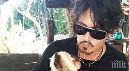 джони деп спаси кучетата австралийски министър