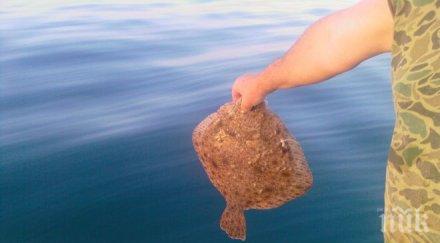 върнаха бракониерски улов калкан попчета каракуда