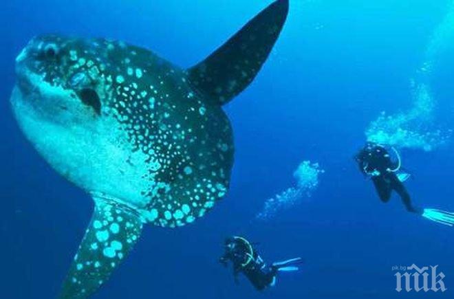 Откриха първата топлокръвна риба